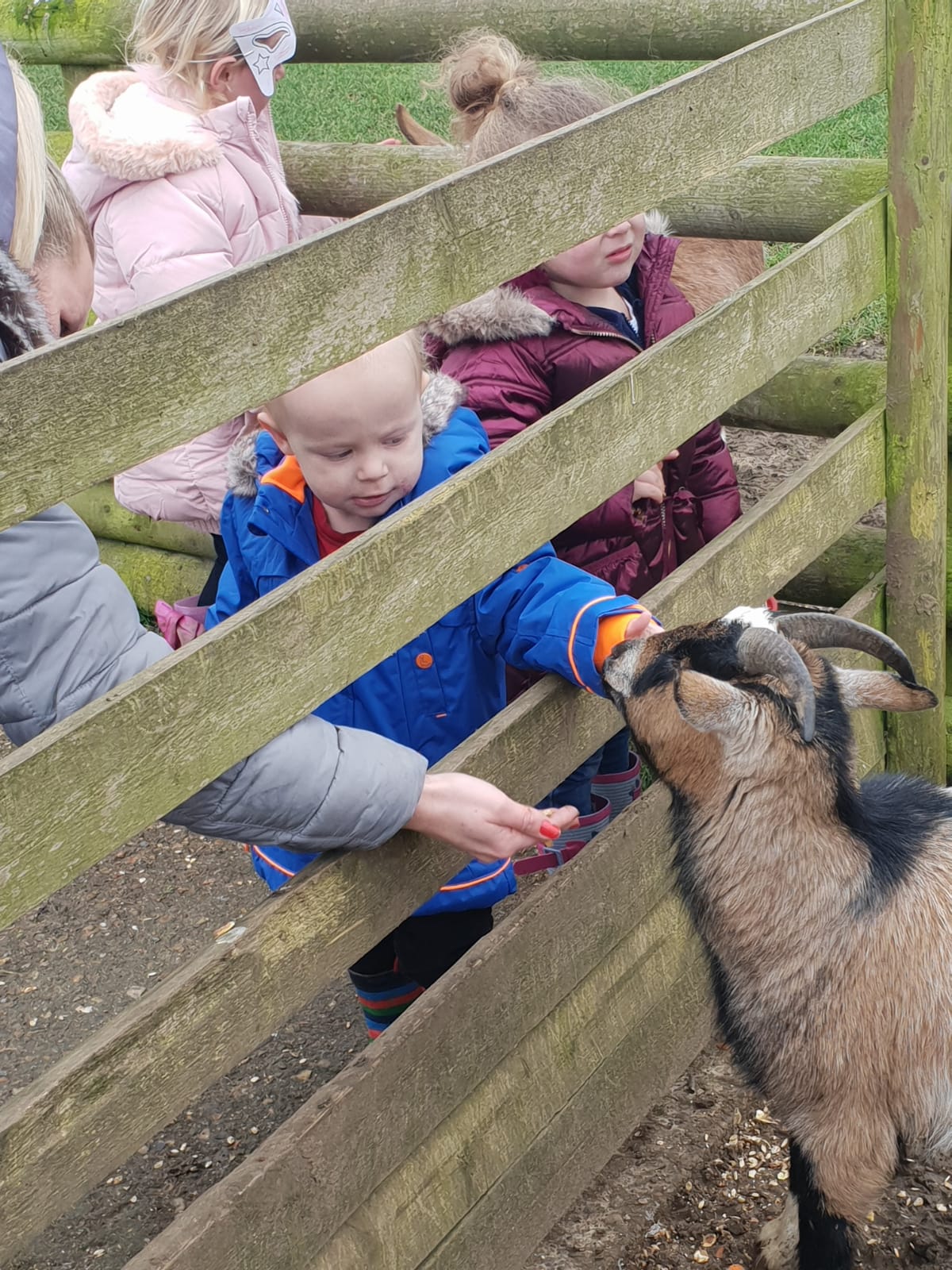 A child feeding the goats