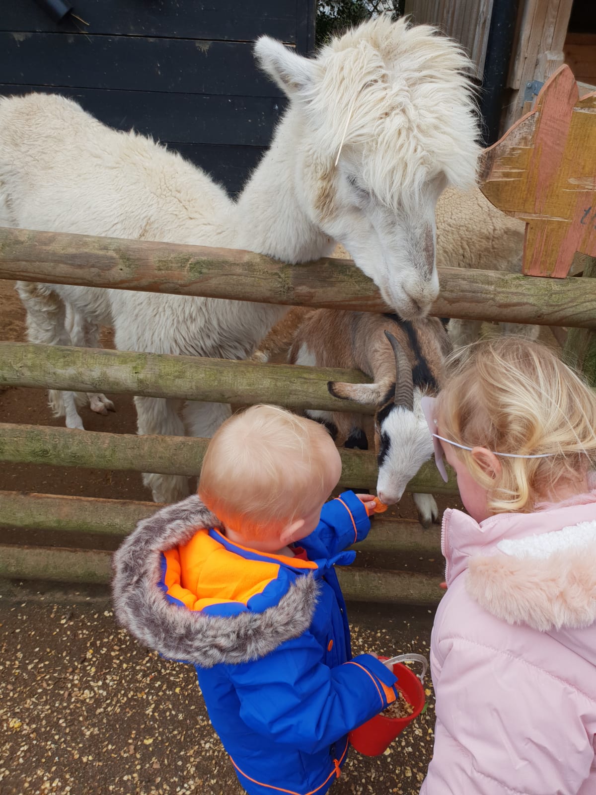 Children feeding a goat
