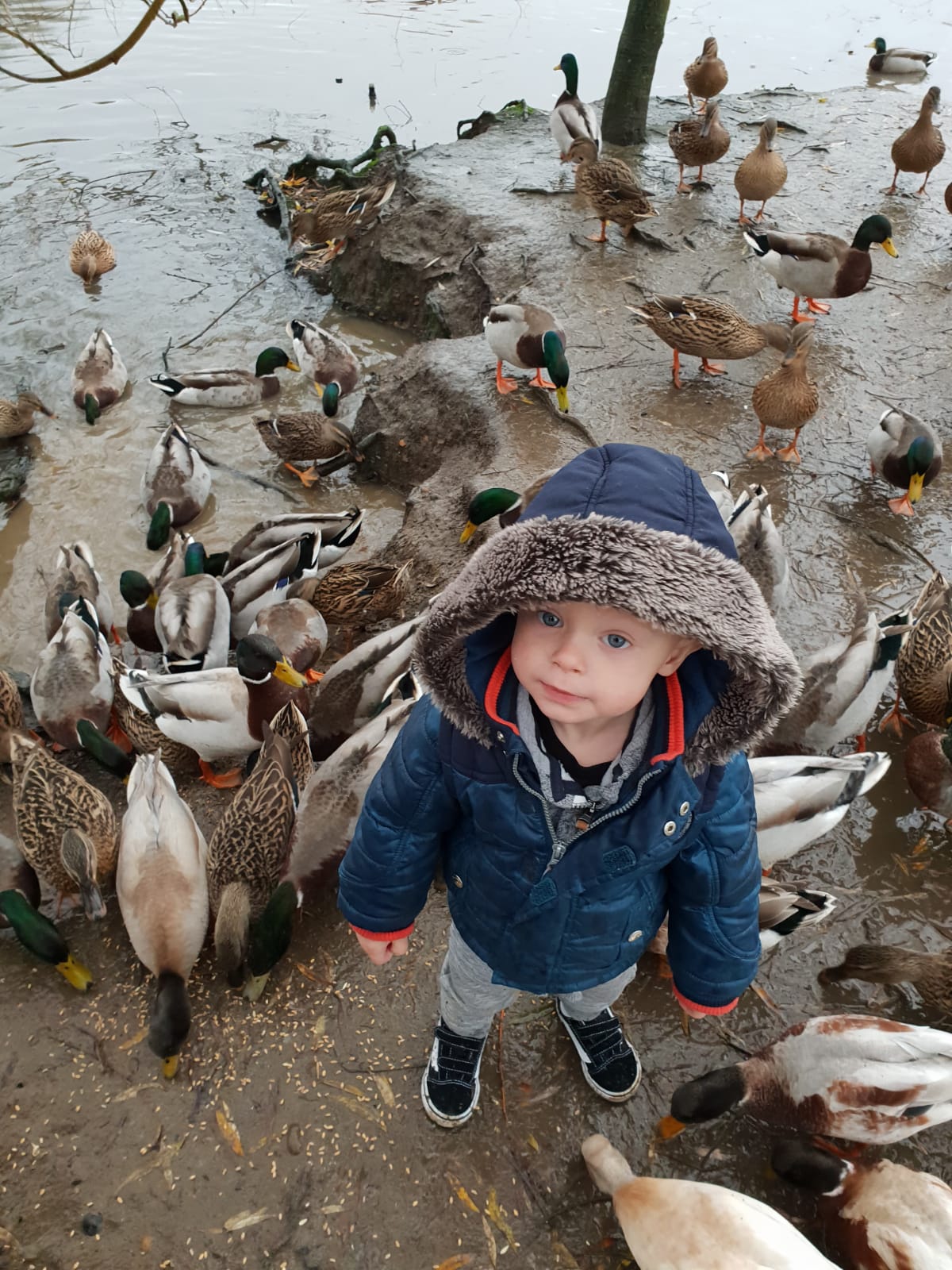 Child with Geese