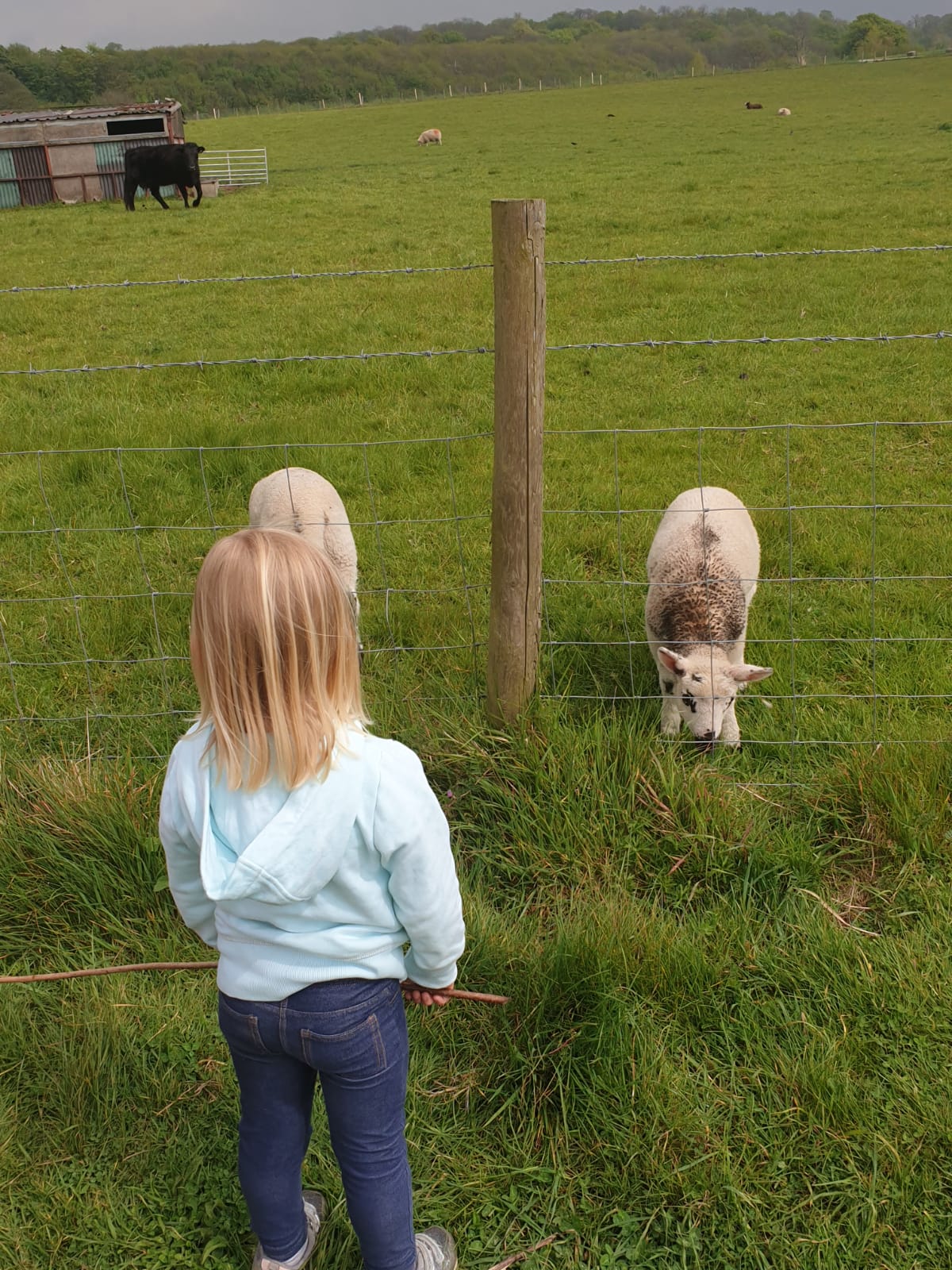 Child looking at sheep