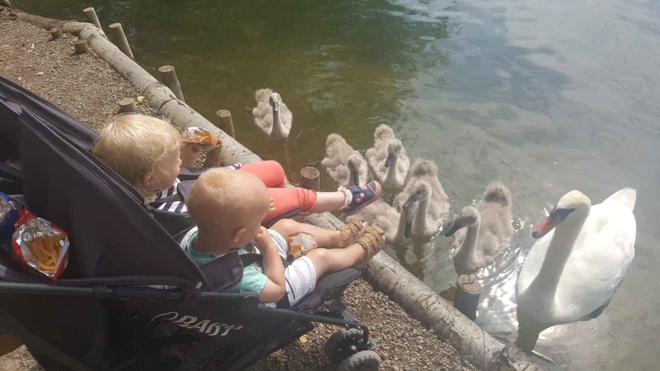 Children with multiple swans